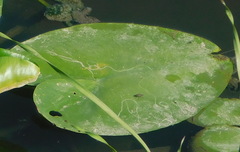 Hydromyza livens