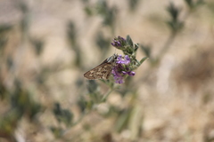 Polites subreticulata