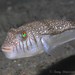 Weeping Toadfish - Photo (c) Tony Strazzari, some rights reserved (CC BY-NC), uploaded by Tony Strazzari