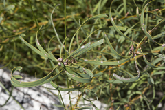 Hakea stenocarpa