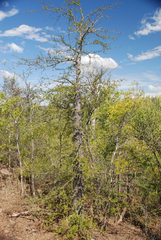 Operculicarya decaryi