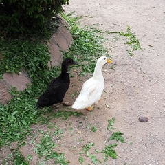 Anas platyrhynchos domesticus