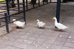 Anas platyrhynchos domesticus