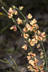 Sphaerolobium medium