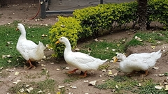 Anas platyrhynchos domesticus