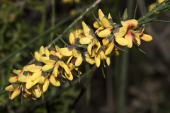 Sphaerolobium medium