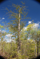 Operculicarya decaryi