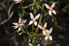Stylidium thesioides