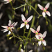 Stylidium thesioides - Photo (c) Sue Jaggar, some rights reserved (CC BY-NC-ND), uploaded by Sue Jaggar