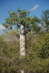 Pachypodium