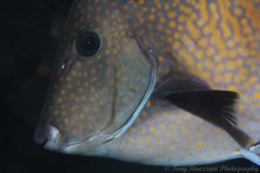 Prionurus maculatus