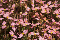 Stylidium recurvum