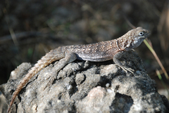 Oplurus cyclurus