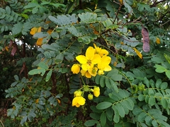 Senna surattensis