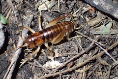 Hemiandrus pallitarsis