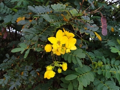 Senna surattensis