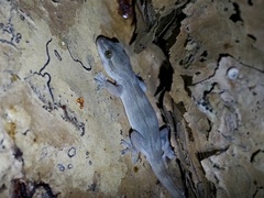 Hemidactylus dracaenacolus