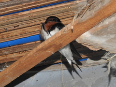 Hirundo lucida
