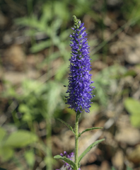 Veronica spicata bashkiriensis