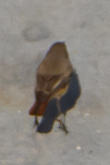 Phoenicurus phoenicurus