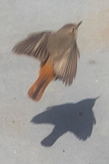 Phoenicurus phoenicurus