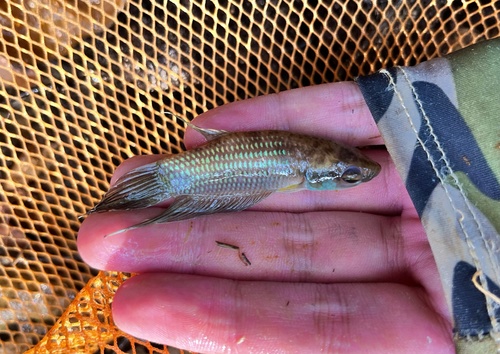 Forest betta (Betta pugnax) — Osphronemidae — 3
