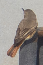 Phoenicurus phoenicurus