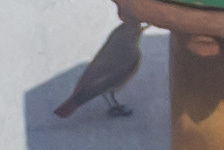 Phoenicurus phoenicurus