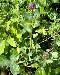 Trifolium hirtum