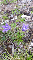 Campanula dasyantha