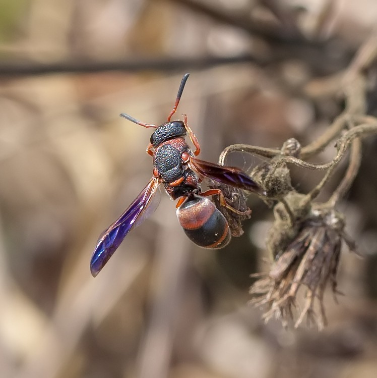 red and black mason wasp