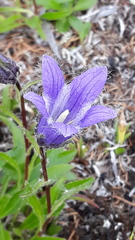 Campanula dasyantha