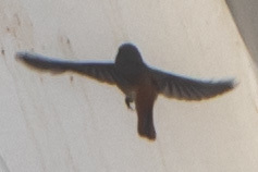 Phoenicurus phoenicurus