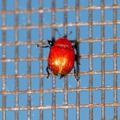 Homoeolabus analis