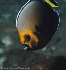 Chaetodontoplus conspicillatus