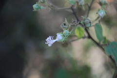 Perrierophytum humbertii