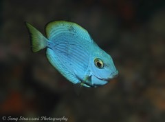 Acanthurus mata