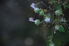 Perrierophytum humbertii