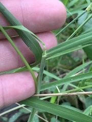 Eriochloa