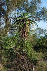 Aloe vaombe