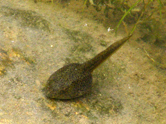 Lithobates pipiens