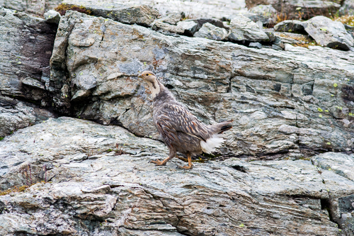 Caucasian Snowcock, Урупский р-н, Карачаево-Черкесская Республика, Россия, photo 10 of 10