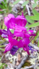 Hedysarum dasycarpum