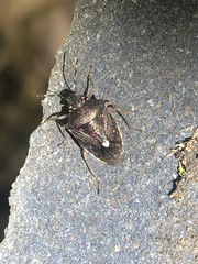 Mormidea discoidea