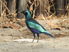 Lamprotornis chalcurus