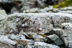 Tetraogallus caucasicus