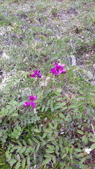 Hedysarum dasycarpum