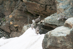 Tetraogallus caucasicus