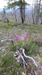 Hedysarum dasycarpum