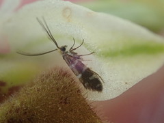 Micropterix cypriensis